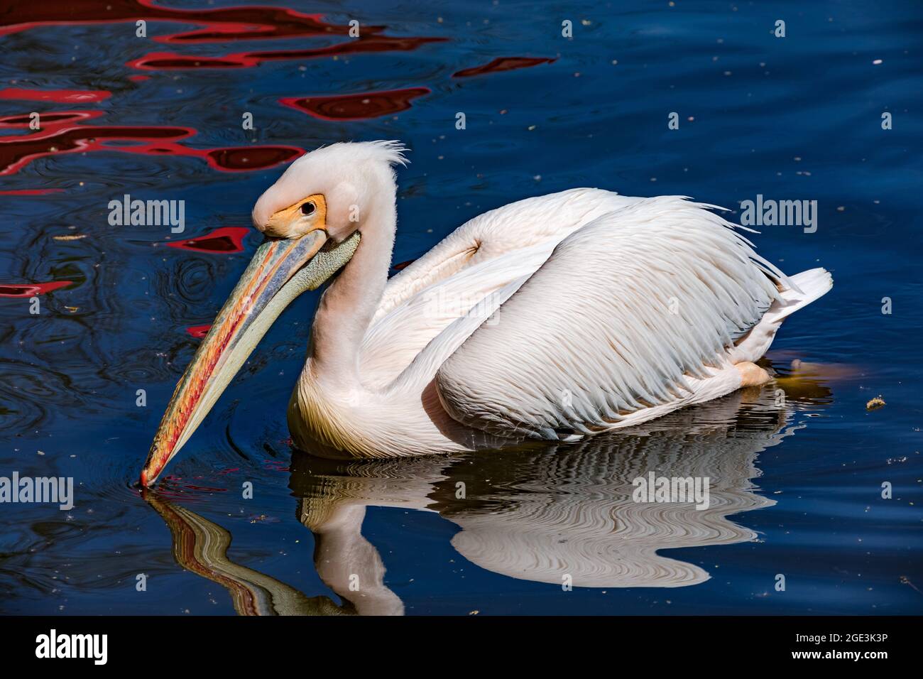 A white pelican swims relaxed on the water Stock Photo