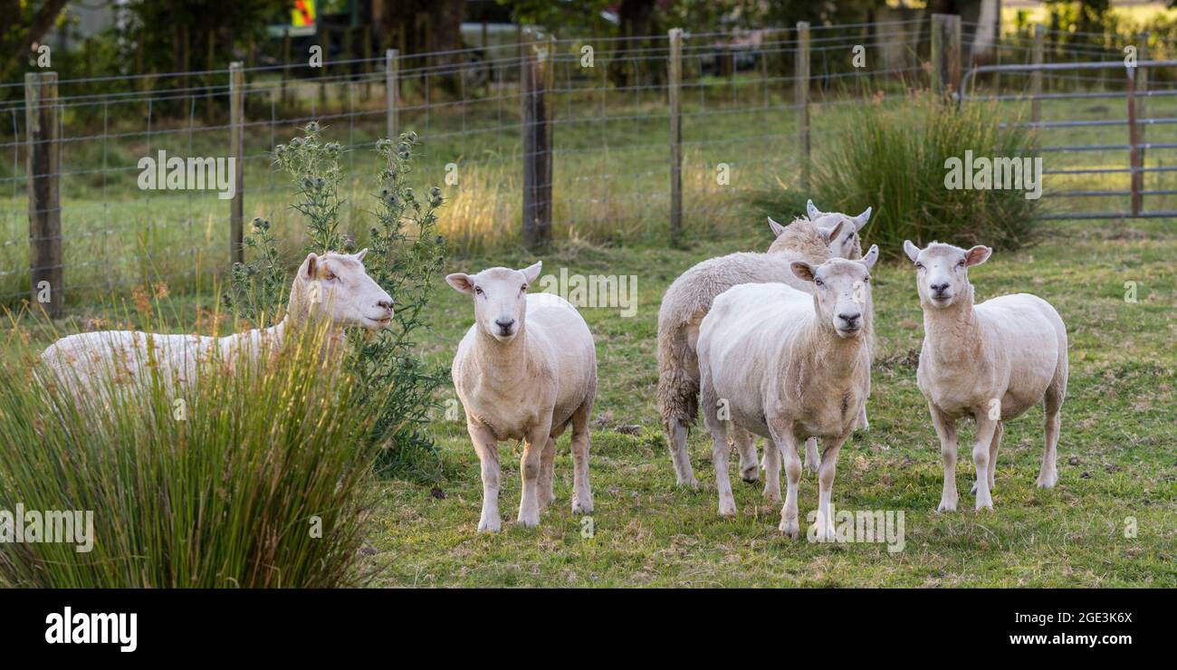 Sheep on a ranch, Totara Flats, Grey County, South Island, New Zealand Stock Photo