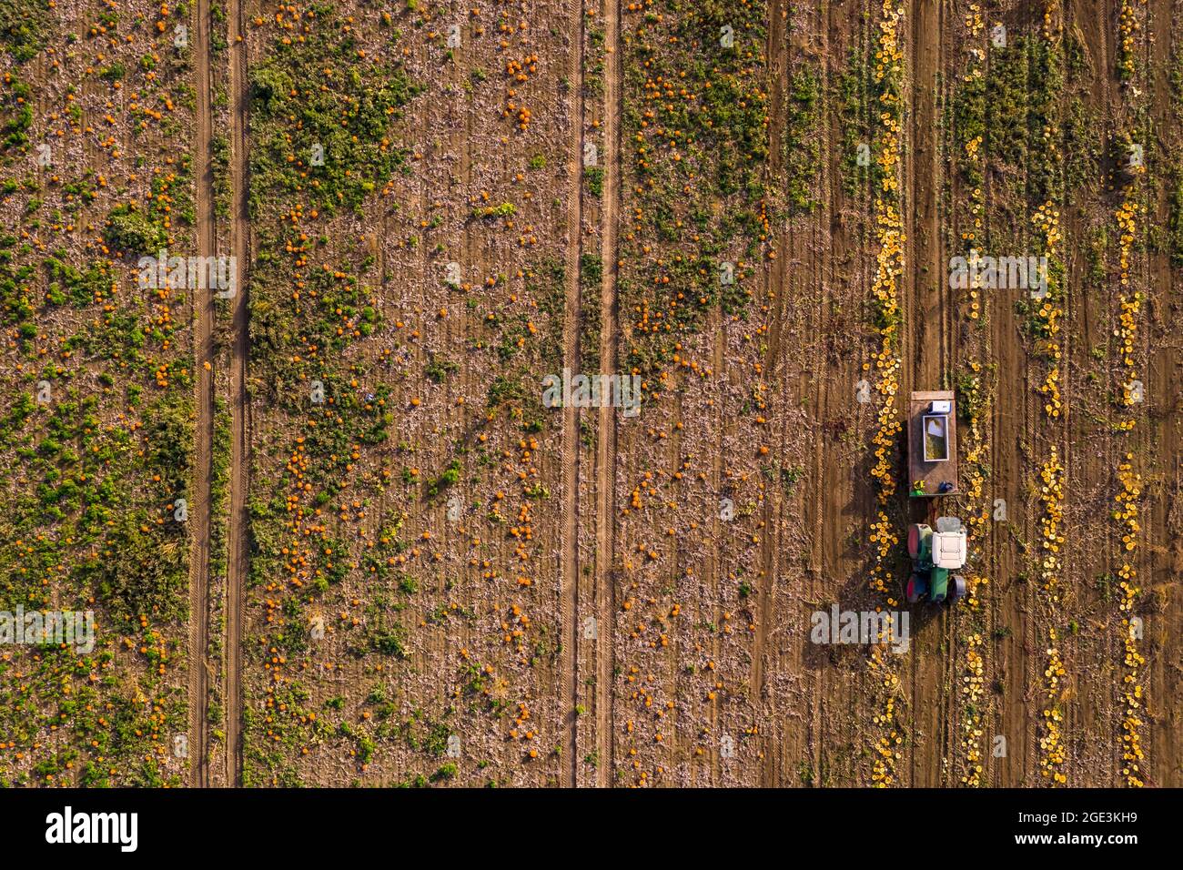 Many pumpkins and hokkaidos on a pumpkin field are harvested by a tractor photographed from the air Stock Photo