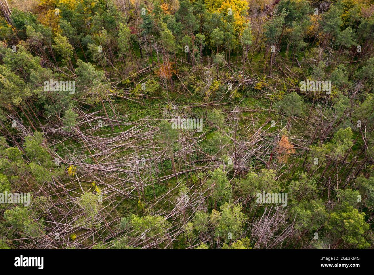 Aerial view of a Mikado style forest dieback caused by storms and drought in the German coniferous forest Stock Photo