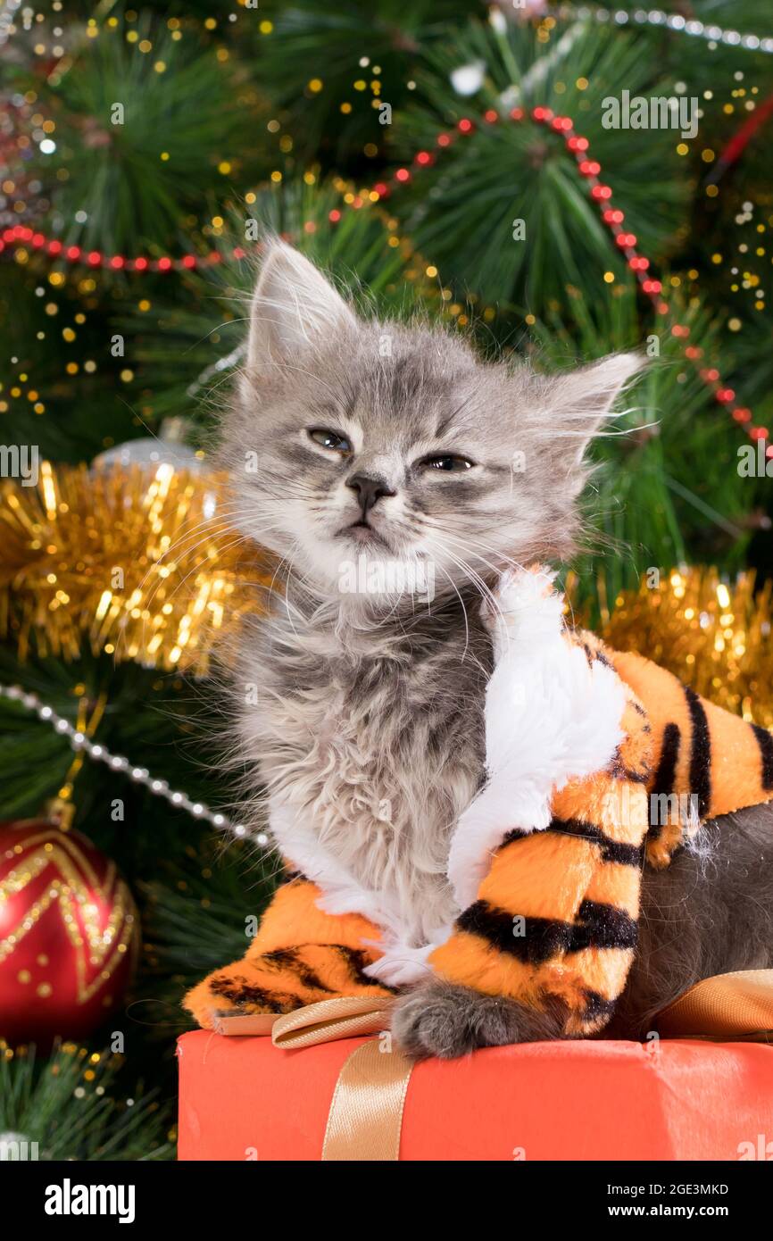 Kittens For Christmas 2022 New Year 2022. A Kitten In A Tiger Costume Near The Christmas Tree And  Gifts. Vertical Beautiful Postcard Stock Photo - Alamy