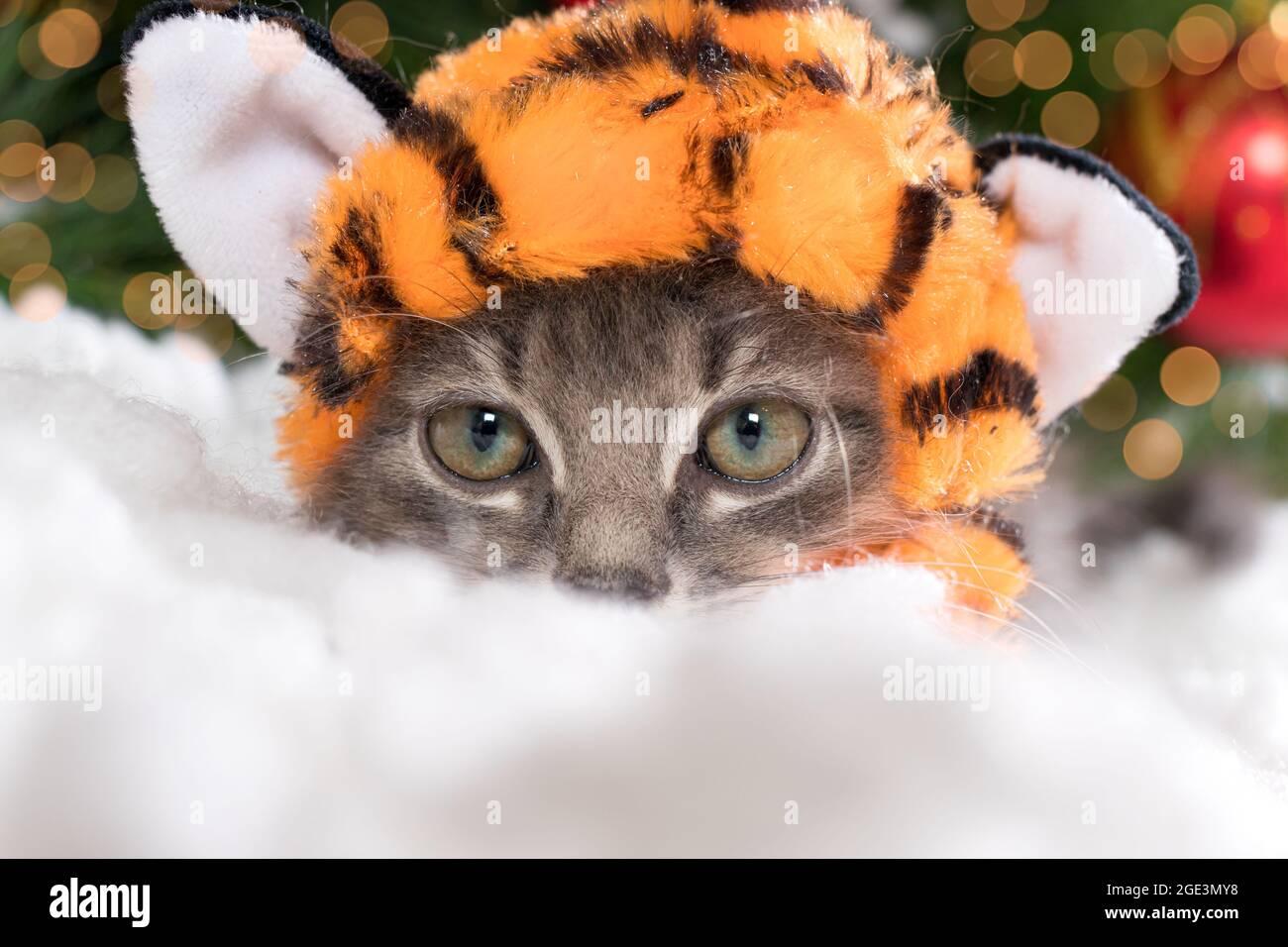 Kittens For Christmas 2022 New Year 2022. A Kitten In A Tiger Costume Near The Christmas Tree In The  Snow Stock Photo - Alamy