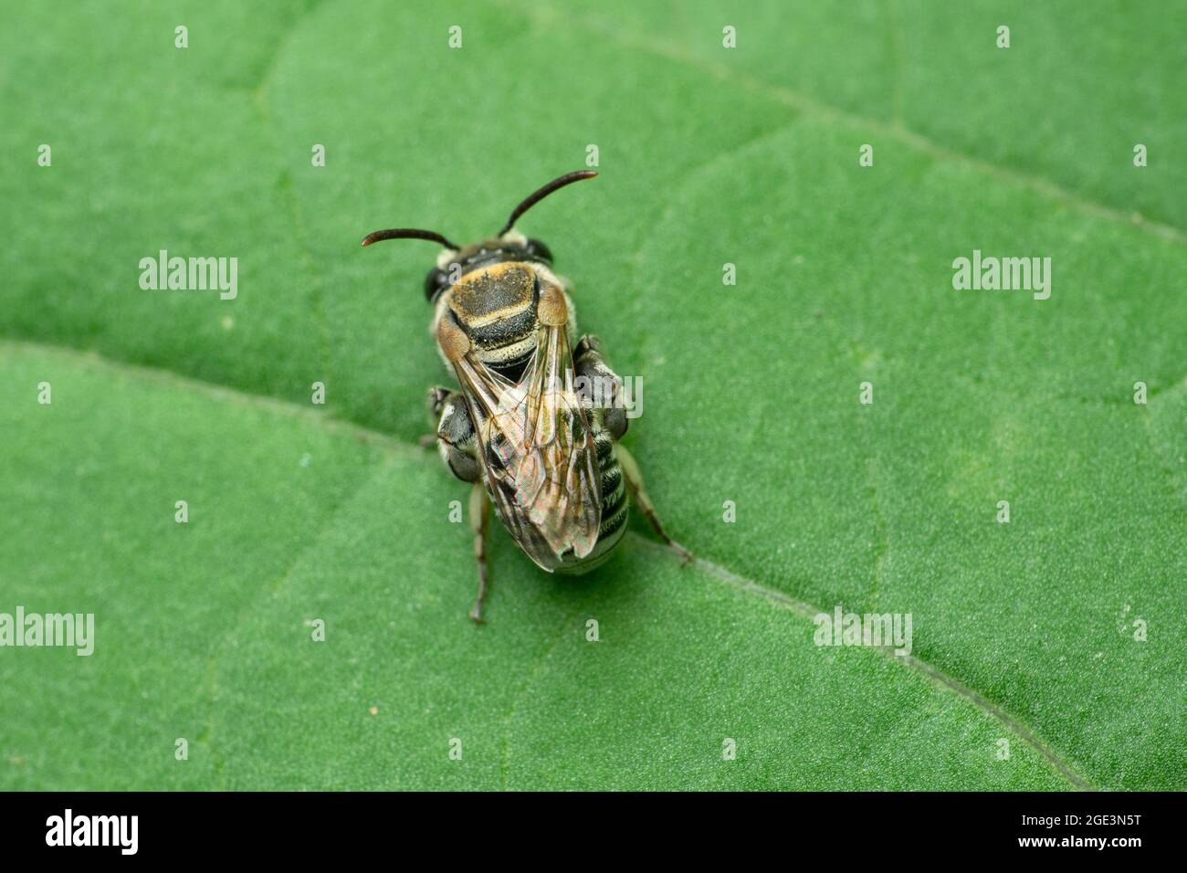 Dwarf honeybee, Apis florea, Satara, Maharashtra, India Stock Photo