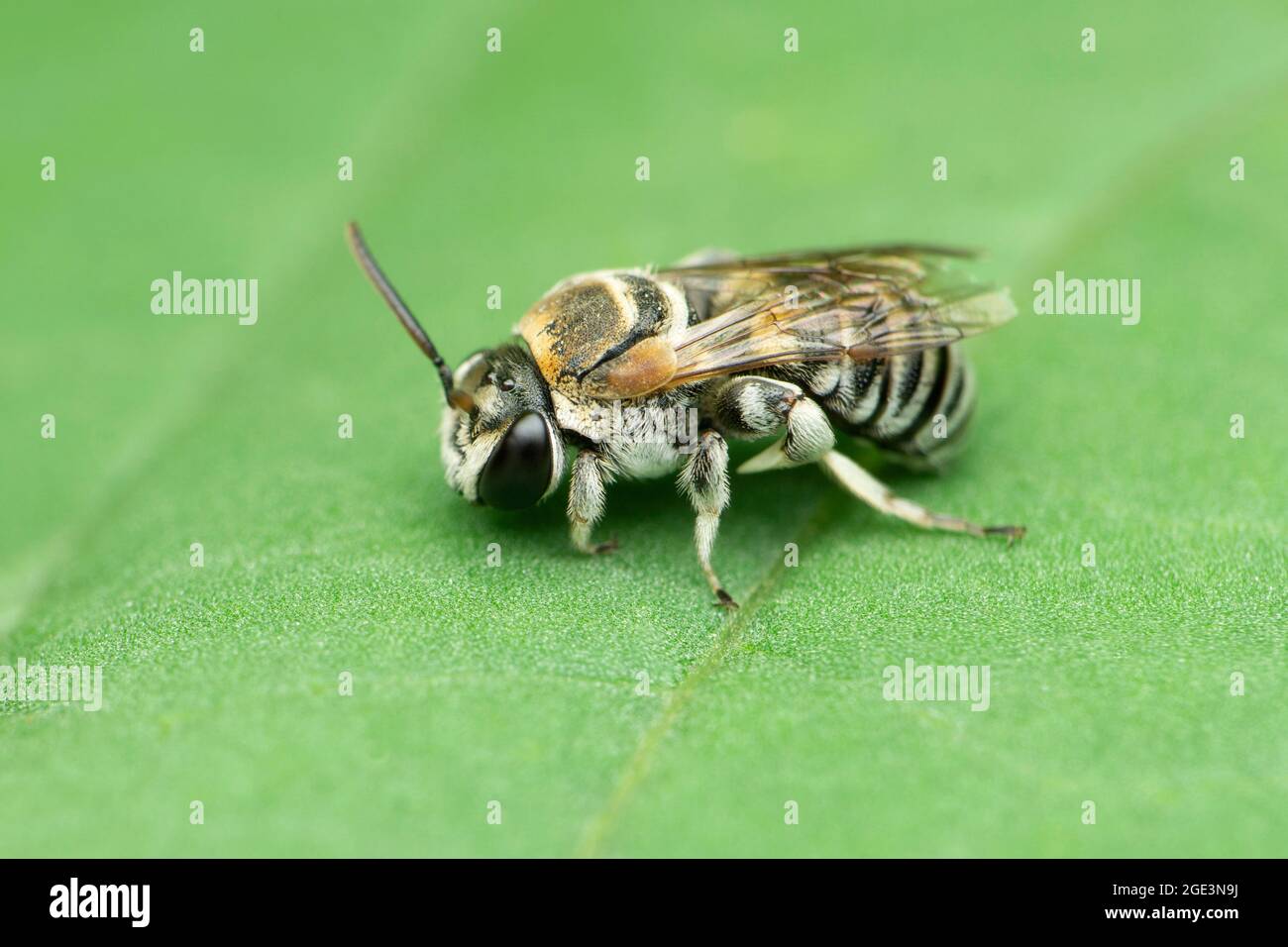 Side view of dwarf honeybee, Apis florea, Satara, Maharashtra, India Stock Photo