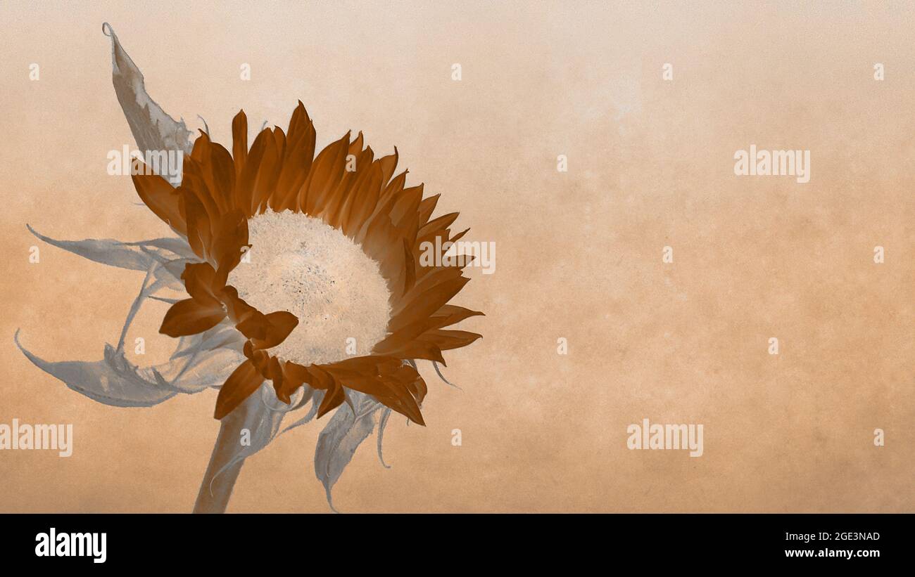 Stylised sunflower background with copy space Stock Photo - Alamy