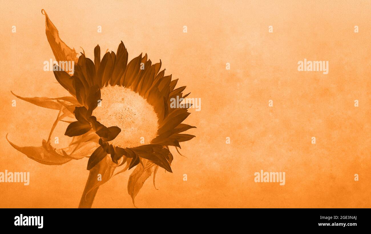 Stylised sunflower background with copy space Stock Photo - Alamy
