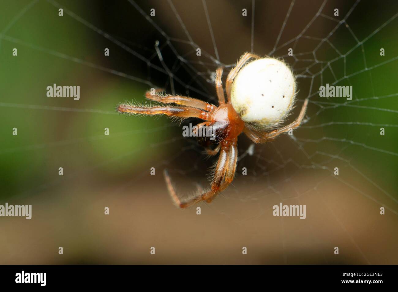 Asian long-jawed orb-weaver, Guizygiella indica, Satara, Maharashtra