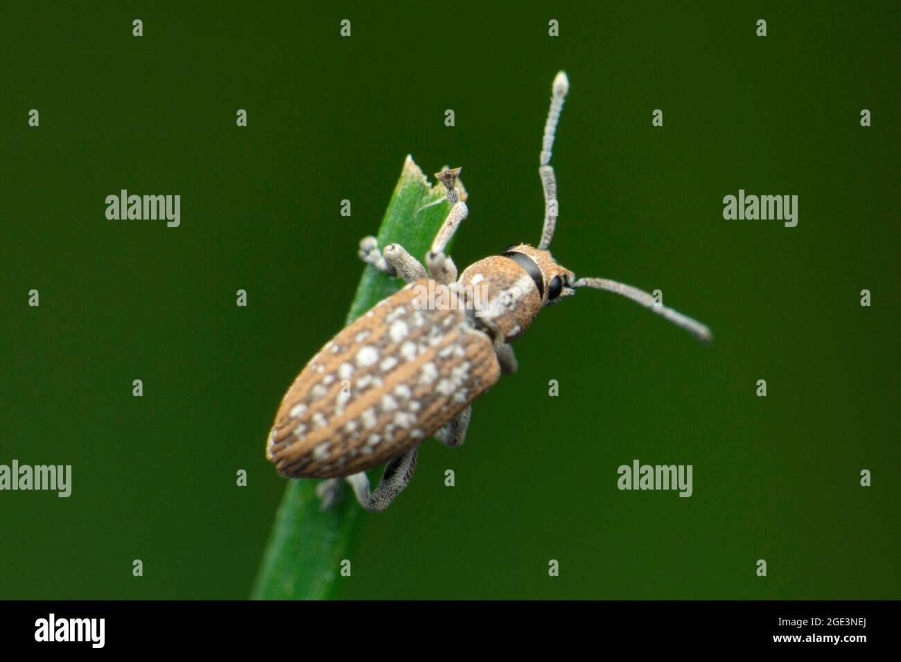 Tiny weevil beetle, Curculio elephas, Satara, Maharashtra, India Stock Photo