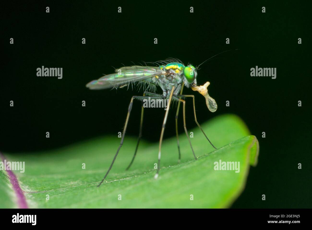 Green long legged fly, Chrysosoma species, Satara, Maharashtra, India Stock Photo