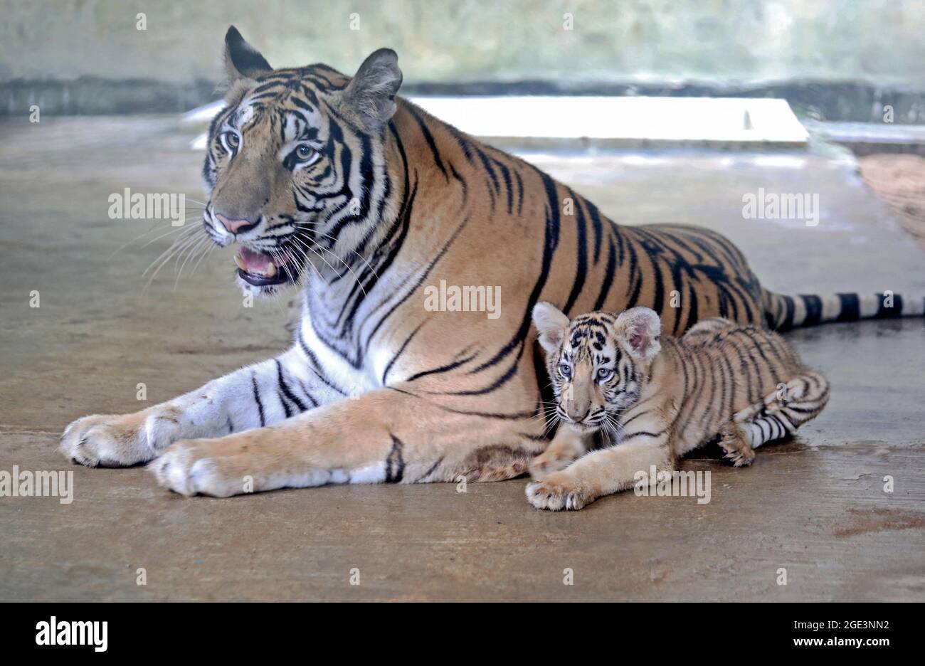 Two new newly born bengal tiger pups 'Durjoy and Avantika', they are seen with their new herd living with their mother tiger 'Togger-Belly' at the National Zoo in the capital's Mirpur. The Royal Bengal tiger couple gave birth to their first baby in a secluded environment at the zoo. On August 16, 2021 in Dhaka, Bangladesh. Photo by Maruf Rahman / Eyepix/ABACAPRESS.COM Stock Photo