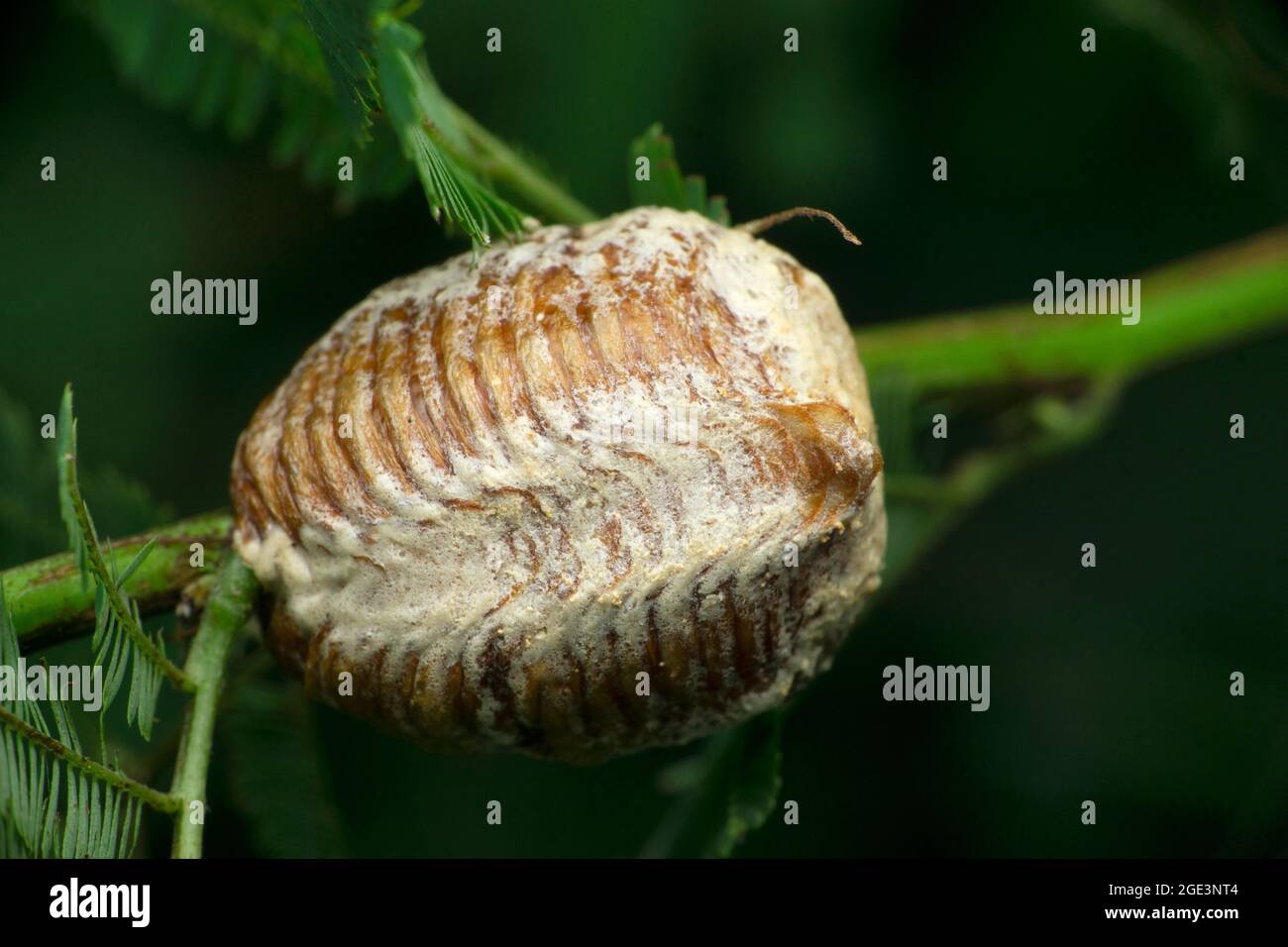 Preying mantis moth, egg sack, Statilia maculata, Satara, Maharashtra