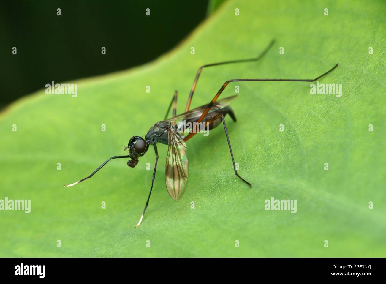 Long legged fly, Taeniaptera trivittata, Satara, Mharashtra, India Stock Photo