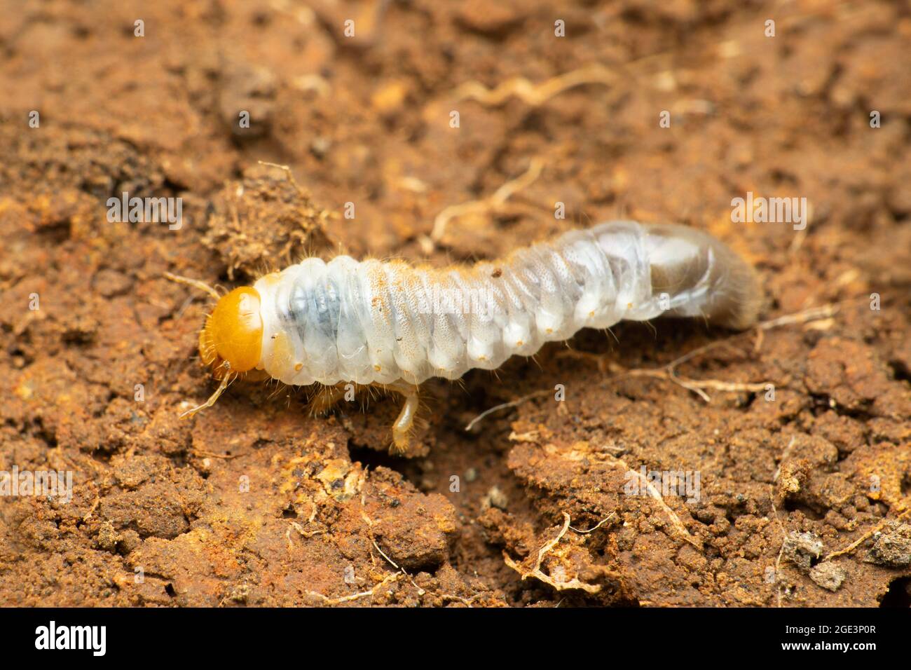 Beetle larvae, Satara, Maharashtra, India Stock Photo