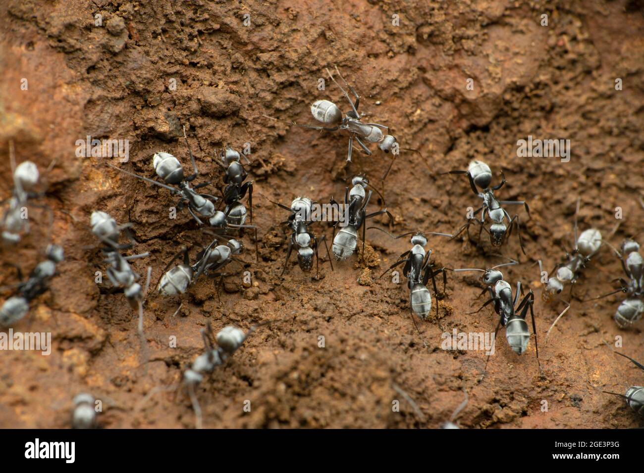 Grey coloured ant species, satara maharshtra india Stock Photo