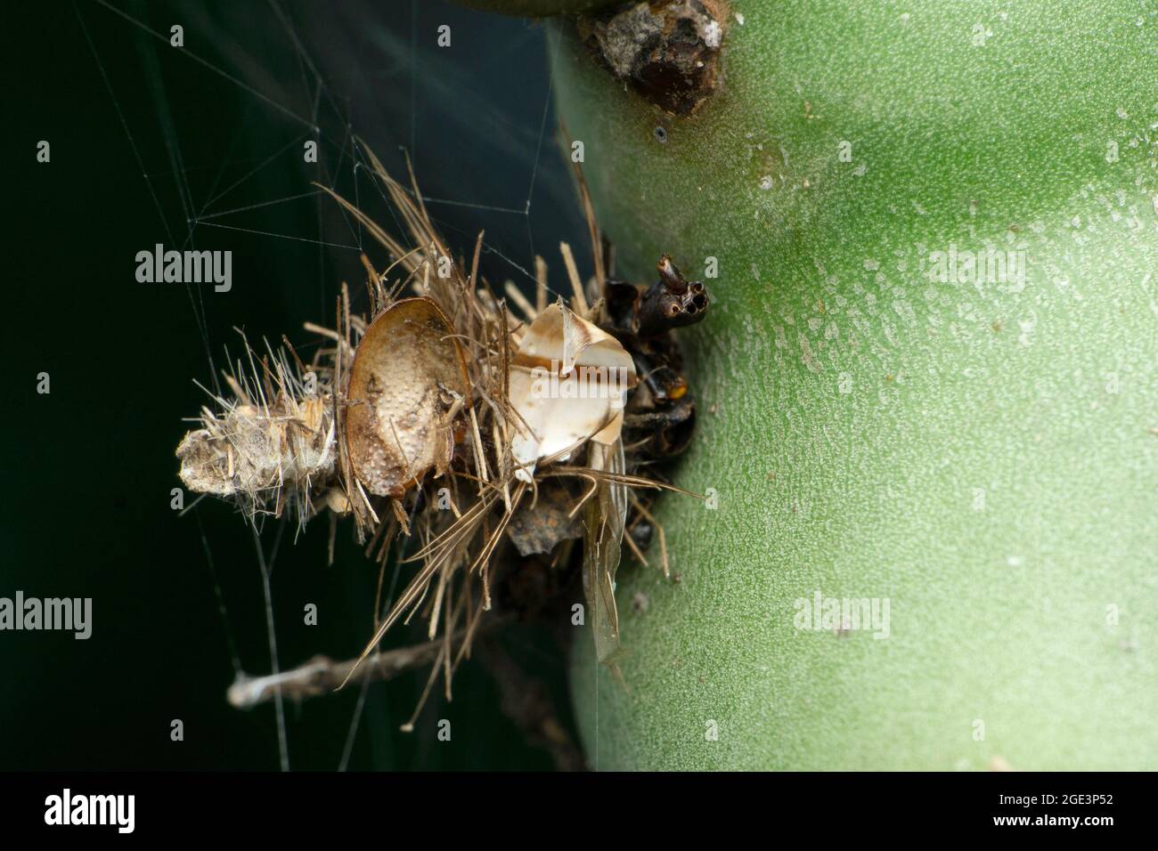 Bagworm moth caterpillar, Psychidae, Satara, Maharashtra, India Stock Photo