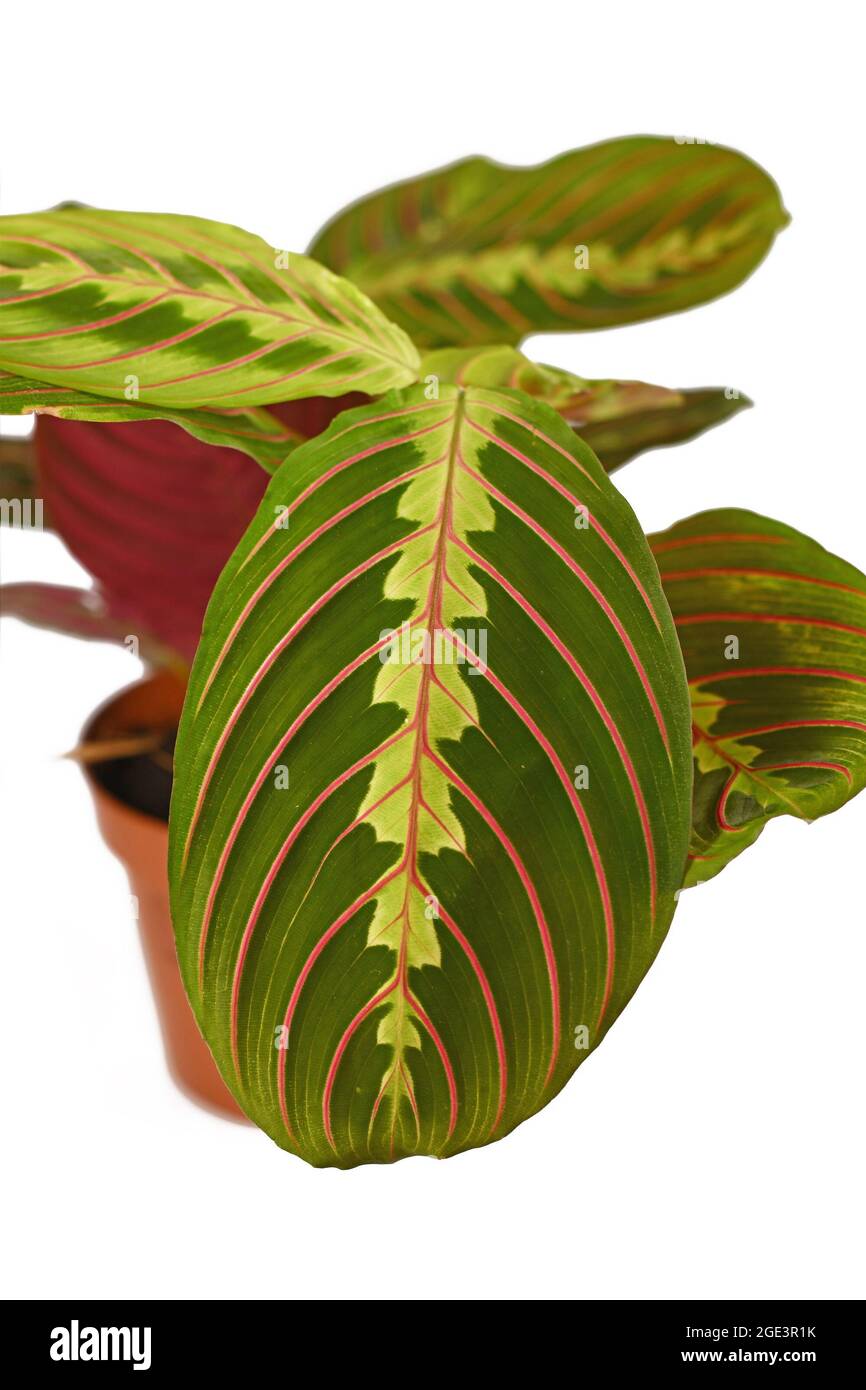 Leaf of exotic 'Maranta Leuconeura Fascinator' plant in flower pot isolated on white background Stock Photo