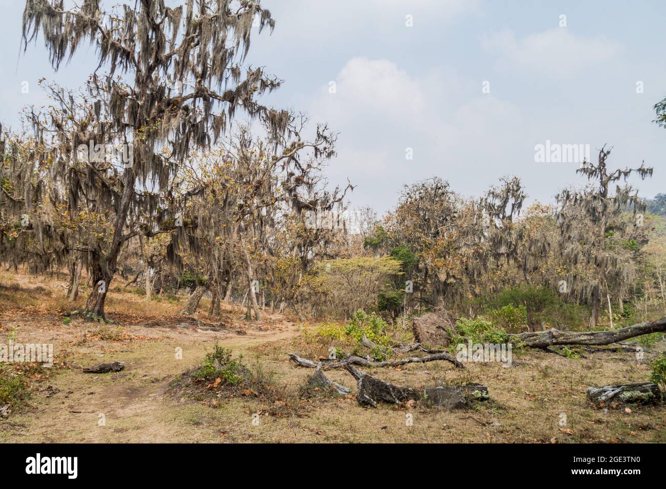 Trees with Spanish moss in Protected Area Miraflor, Nicaragua Stock