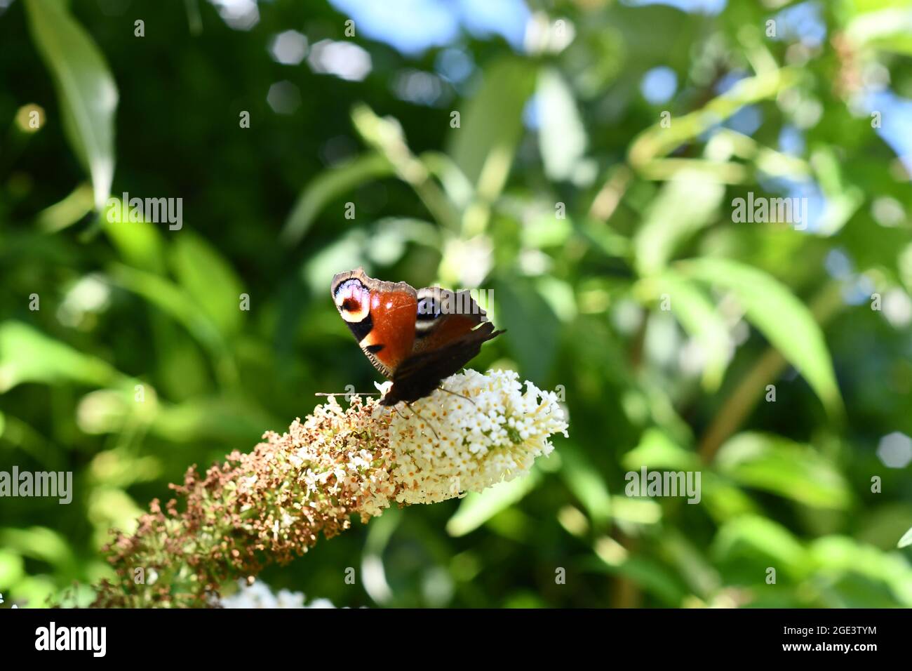 A Peacock Butterfly extracting the pollen from a white Buddleia on a summers afternoon in an English Country Garden Stock Photo