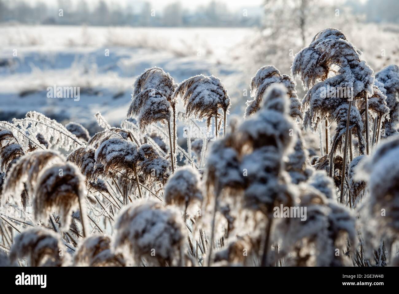 Ice covered grass branch hi-res stock photography and images - Alamy