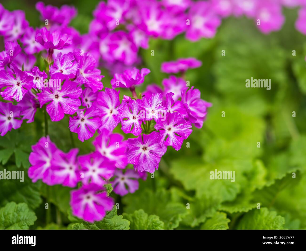 Beautiful purple flowers Japanese primrose, Primula sieboldii, Known also as Asiatic primrose and Cortusoides primula. Another scientific name is Prim Stock Photo
