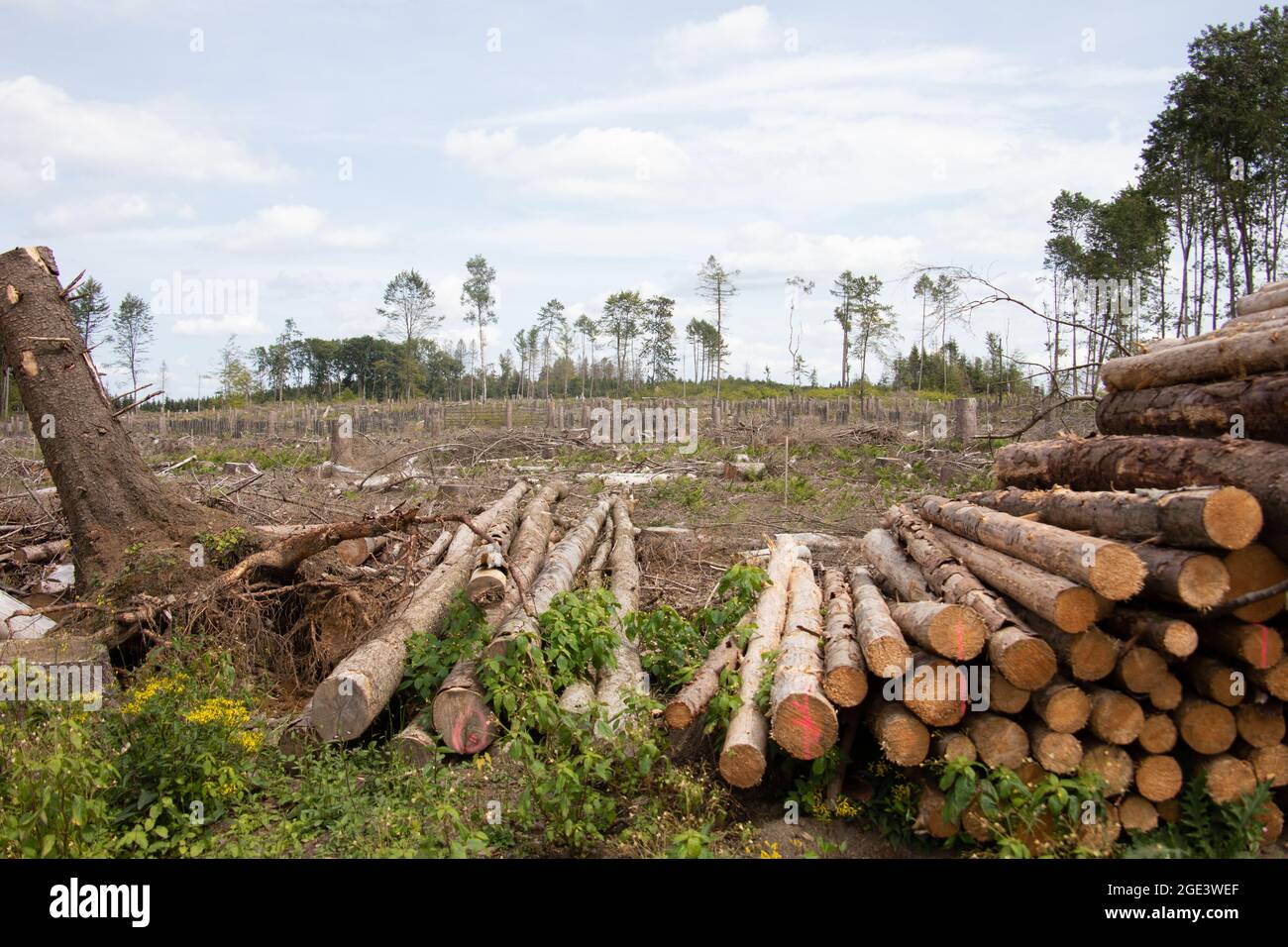 Damaged coniferous forest in summer with bark beetles Stock Photo - Alamy