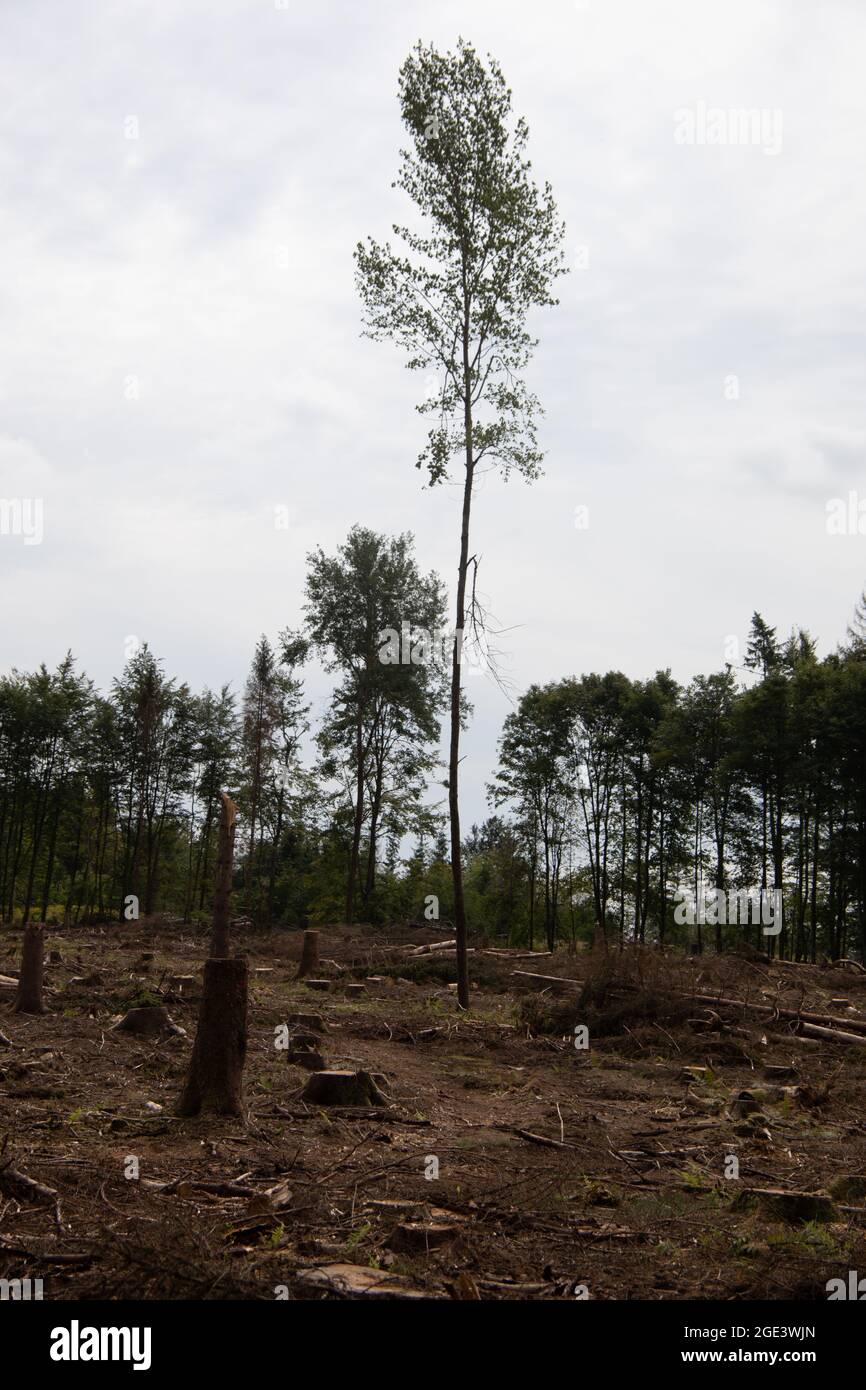 Damaged coniferous forest in summer with bark beetles Stock Photo - Alamy