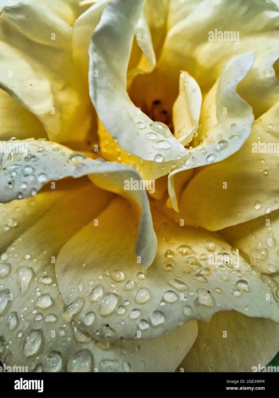 Black seed drops hi-res stock photography and images - Alamy