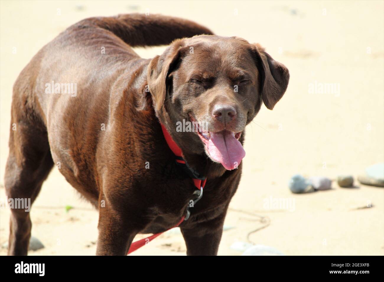 Chocolate Labrador standing on the sand at a beach. Stock Photo