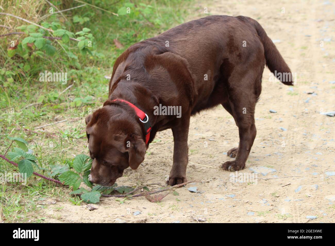 Chocolate Labrador sniffing a plant. Stock Photo