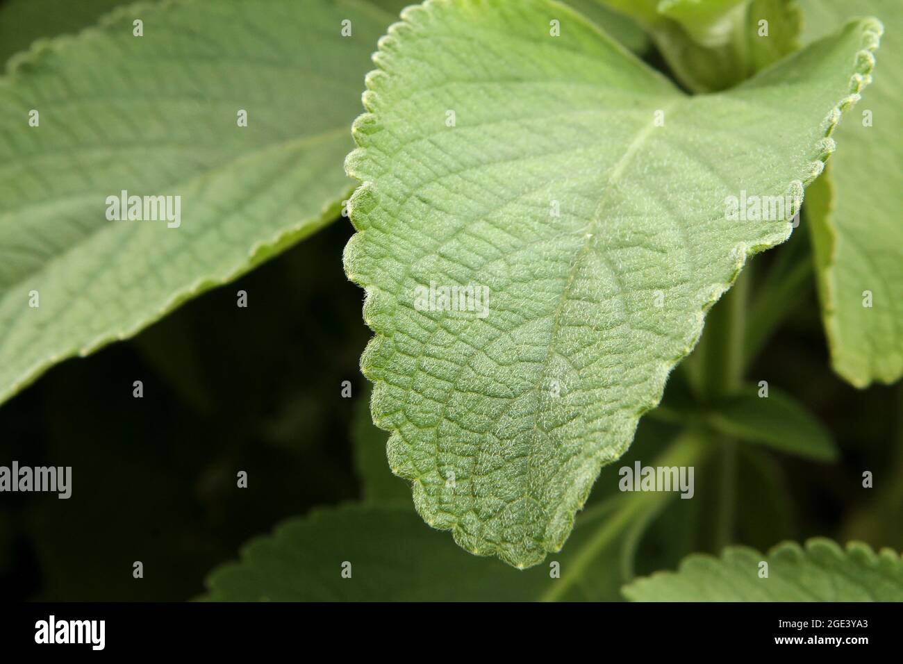 Boldo bush (Peumus boldus) with the grooves of its leaves and the characteristic hairs of the plant Stock Photo