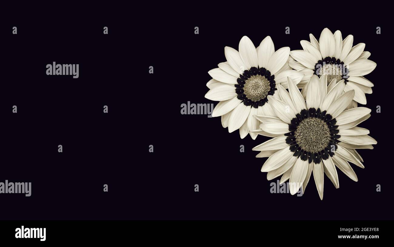 Sympathy card with gazania flowers and copy space Stock Photo