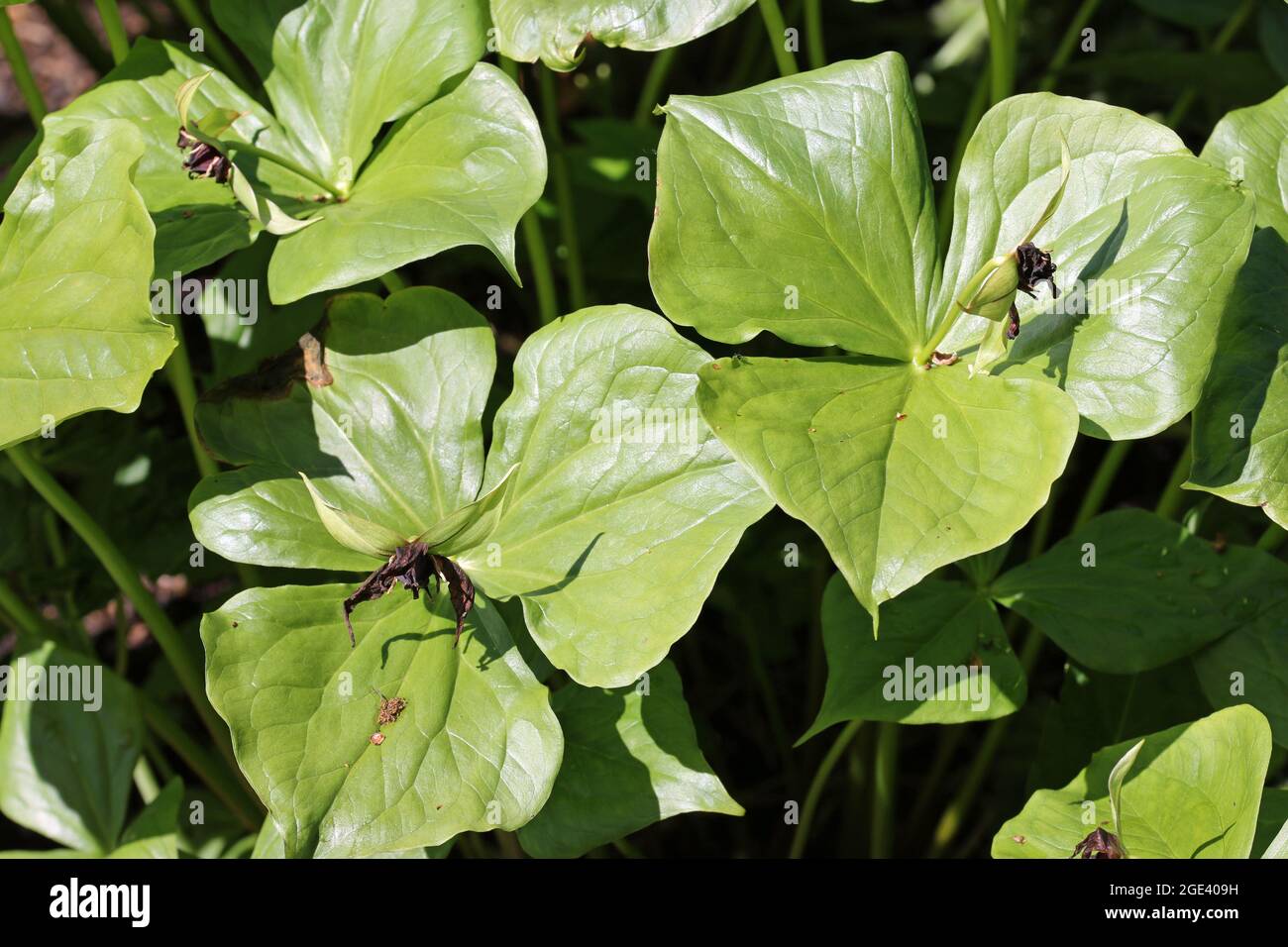 Birthwort or wake robin, Trillium erectum, leaves and fading flowers with a dark blurred background of leaves. Stock Photo