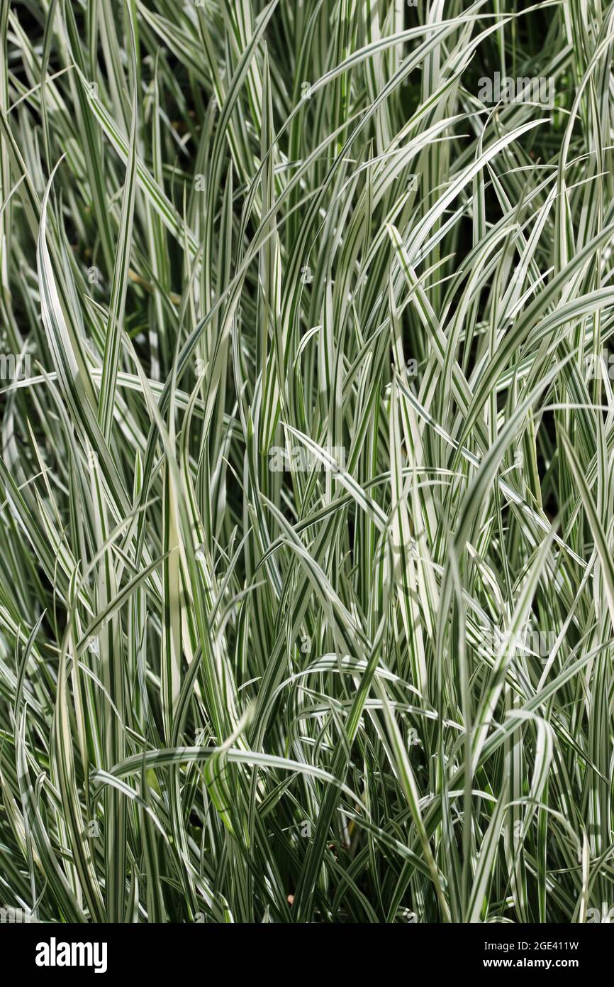 Tuber oat grass, Arrhenatherum elatius subspecies bulbosum variety Variegatum, striped variegated leaves which could be used as a background. Stock Photo
