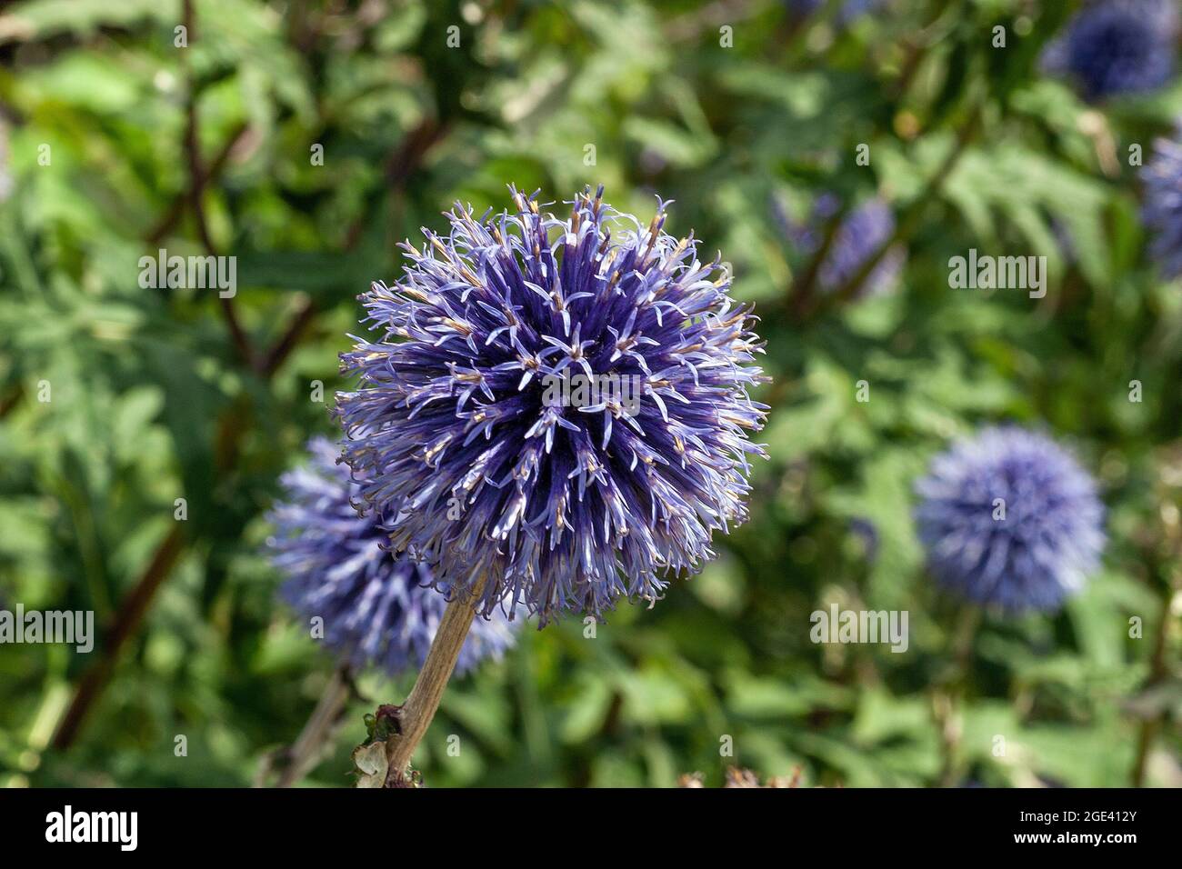 Globe Thistles (Echinops ) 'Taplow blue' flower flourishing in an English garden in Cornwall Stock Photo