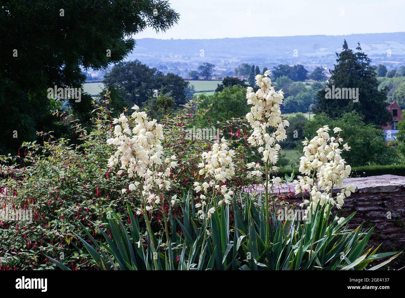 Flowers of the exotic-looking Yucca flaccida in the summery perennial garden. cornwall, GB, England Stock Photo