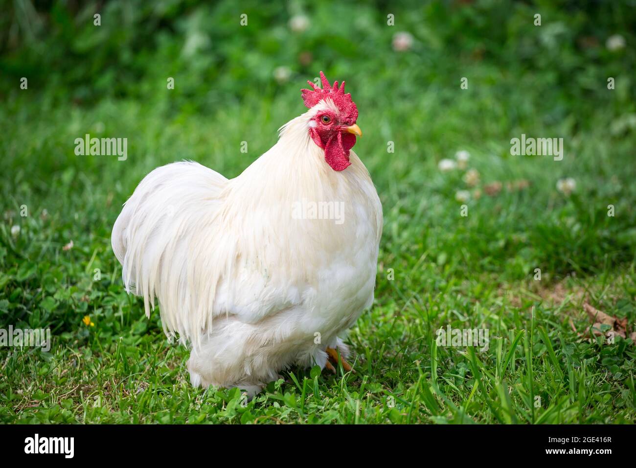 Cochin Bantam chicken rooster Stock Photo