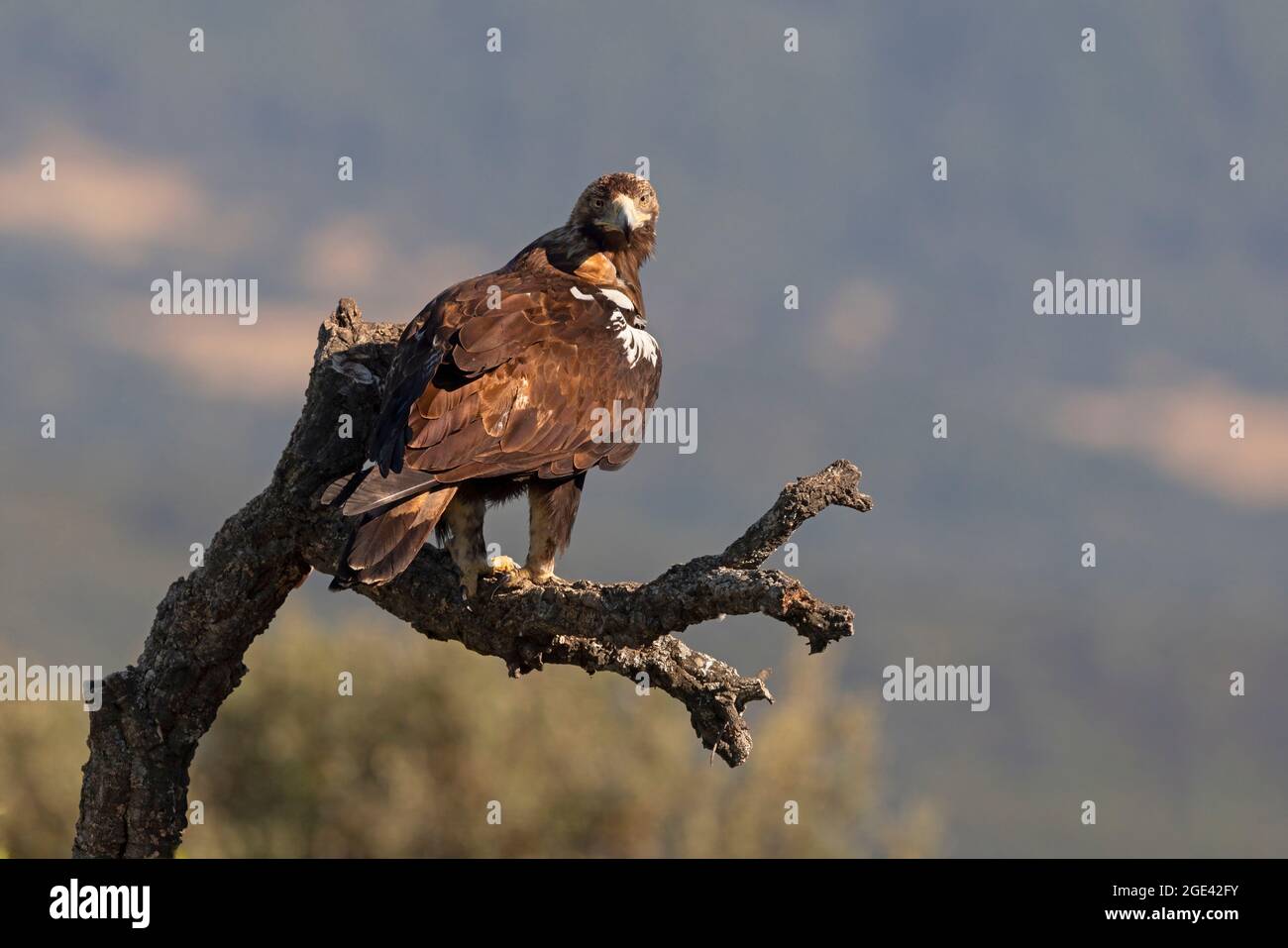 Iberian imperial eagle, Talavera de la Reina, Spain, July 2021 Stock Photo