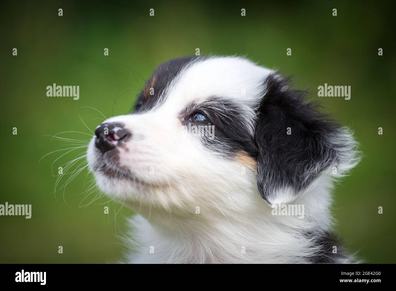 Australian Shepherd puppy Stock Photo