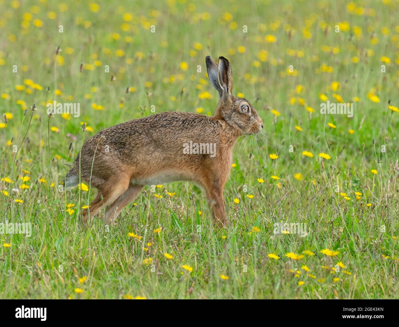 Brown Hare Lepus europaeus stretching in flowery meadow, August Norfolk Stock Photo