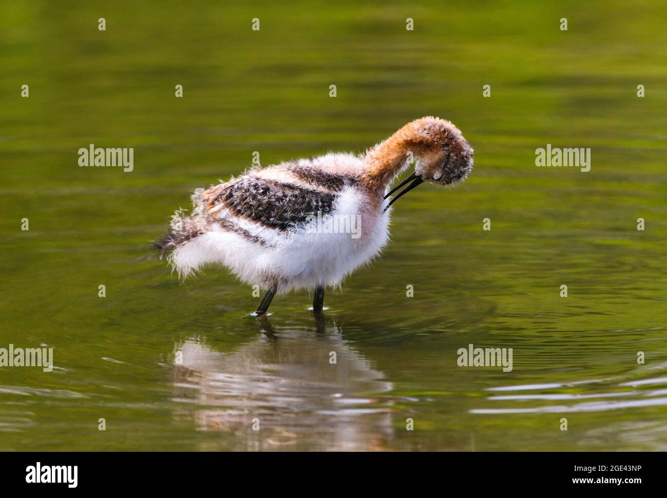 An American Avocet chick grooming its soft, downy feathers while wading in a green pond. Stock Photo