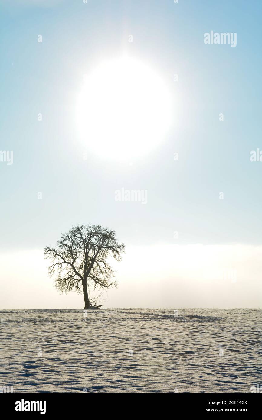 Lonely tree in snowy field hi-res stock photography and images - Alamy
