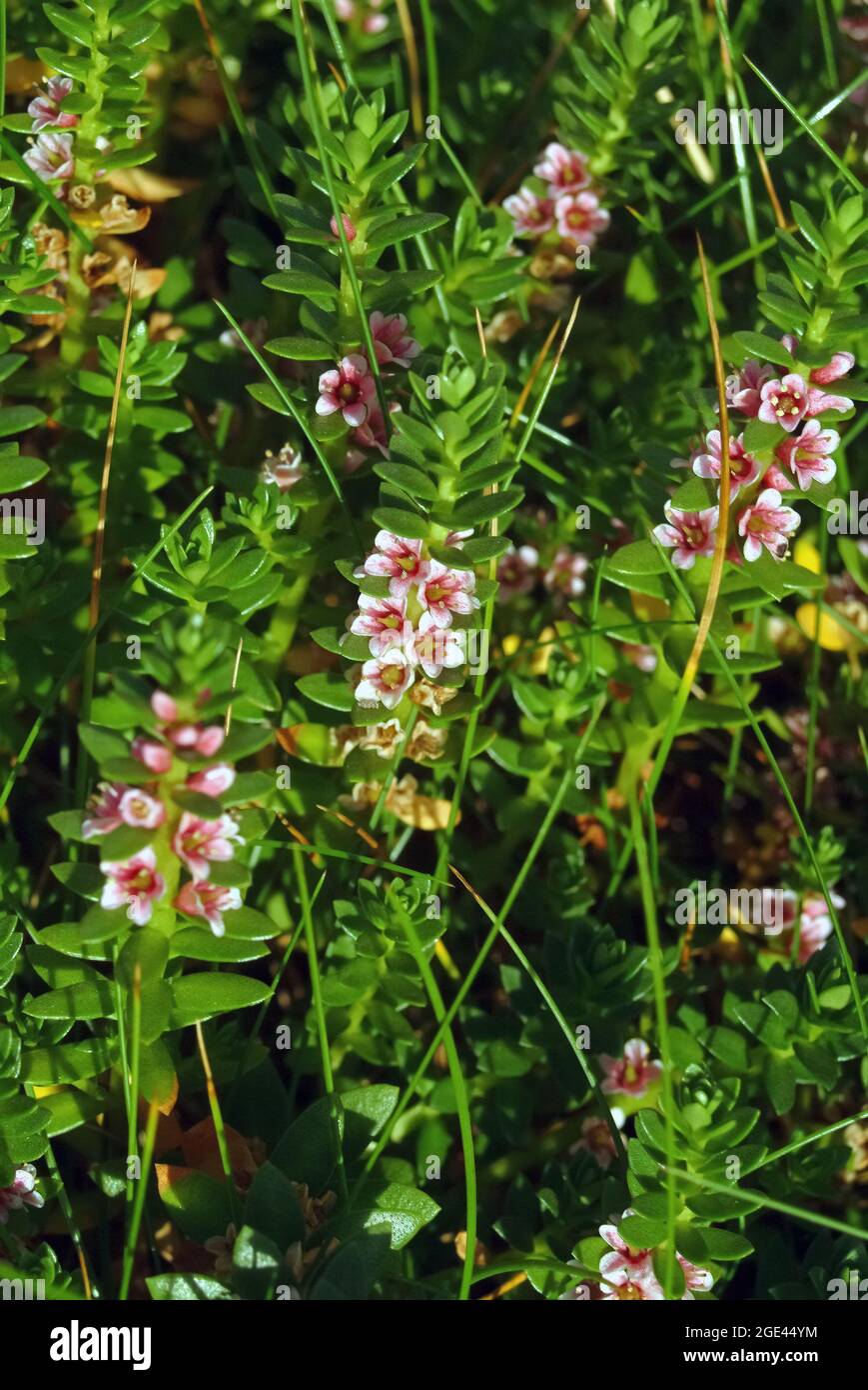 sea milkwort, Glaux maritima, Strand-Milchkraut, Lysimachia maritima, bagolyfű, Ireland, Írország, Europe Stock Photo