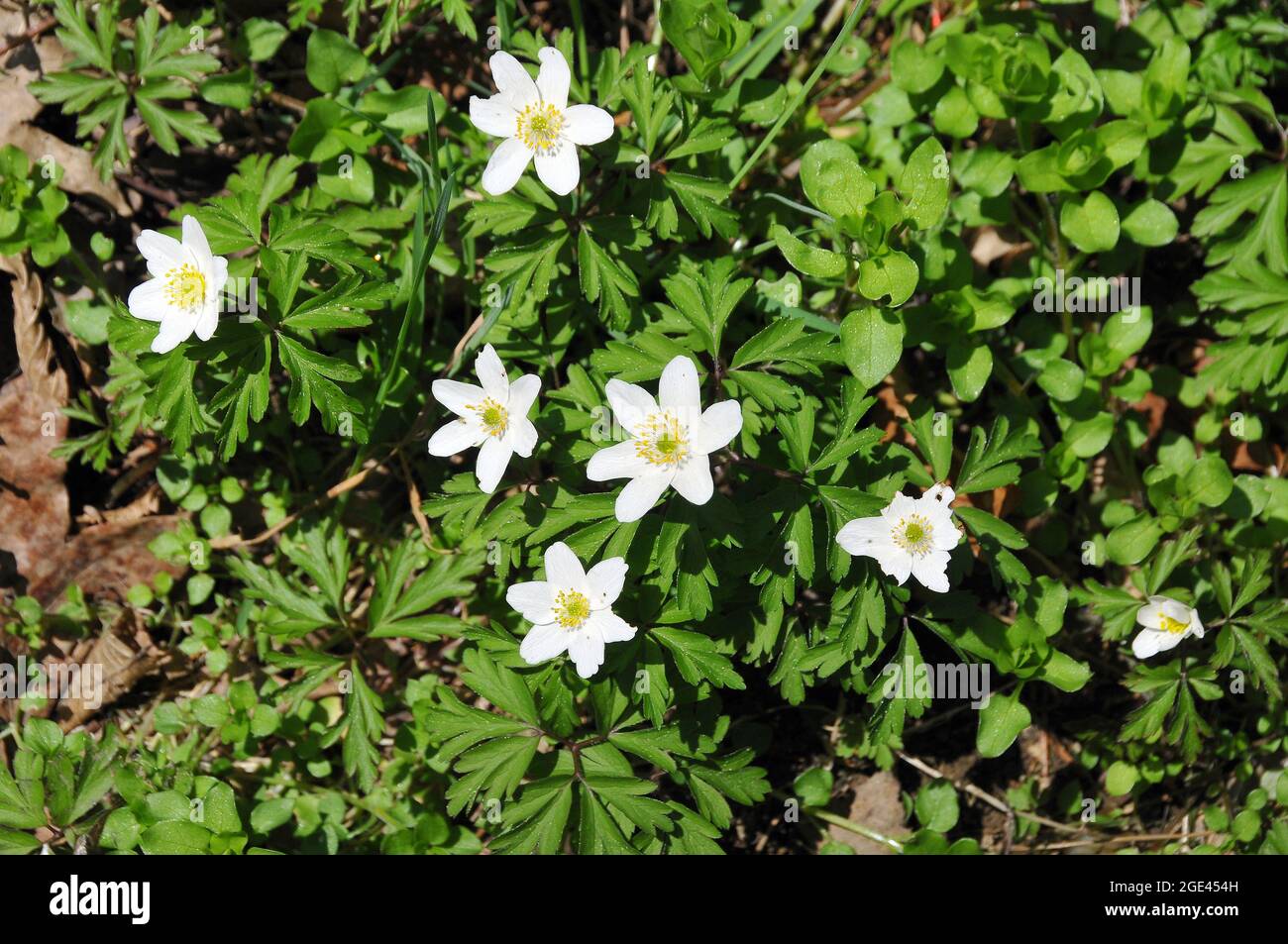 wood anemone, windflower, thimbleweed, and smell fox, Buschwindröschen ...