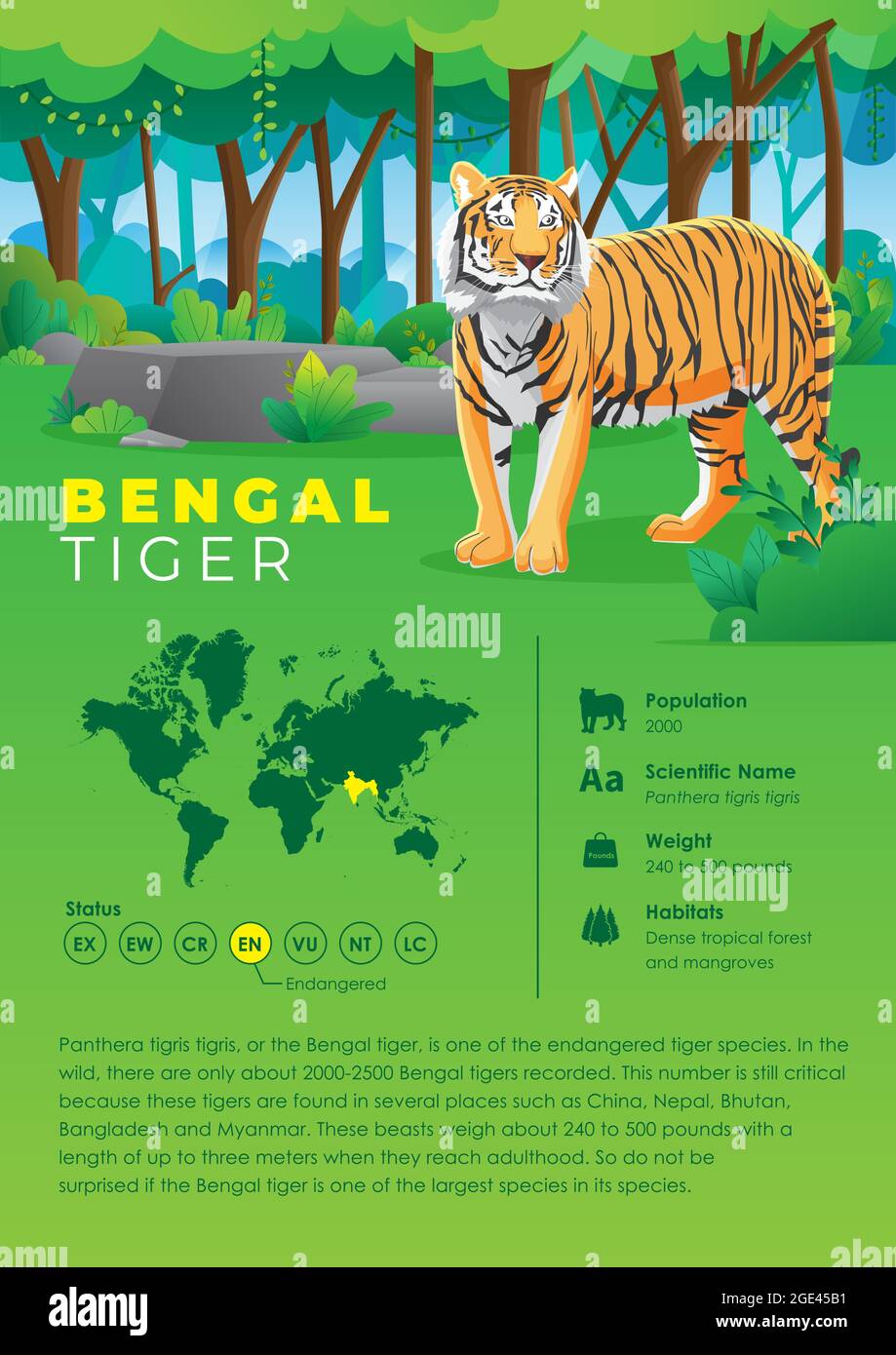 Animal Infographic Series - Bengal Tiger Stock Vector