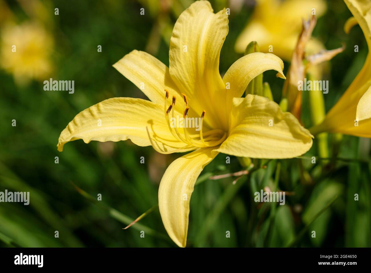 CLose up Photo of colorful flowers caught in bloom midsummer Stock Photo Alamy