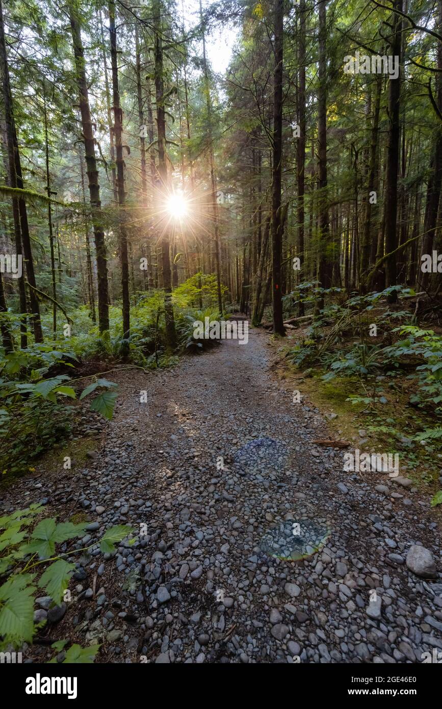 Hiking Path to Mystic Beach in the Vibrant Rainforest Stock Photo - Alamy