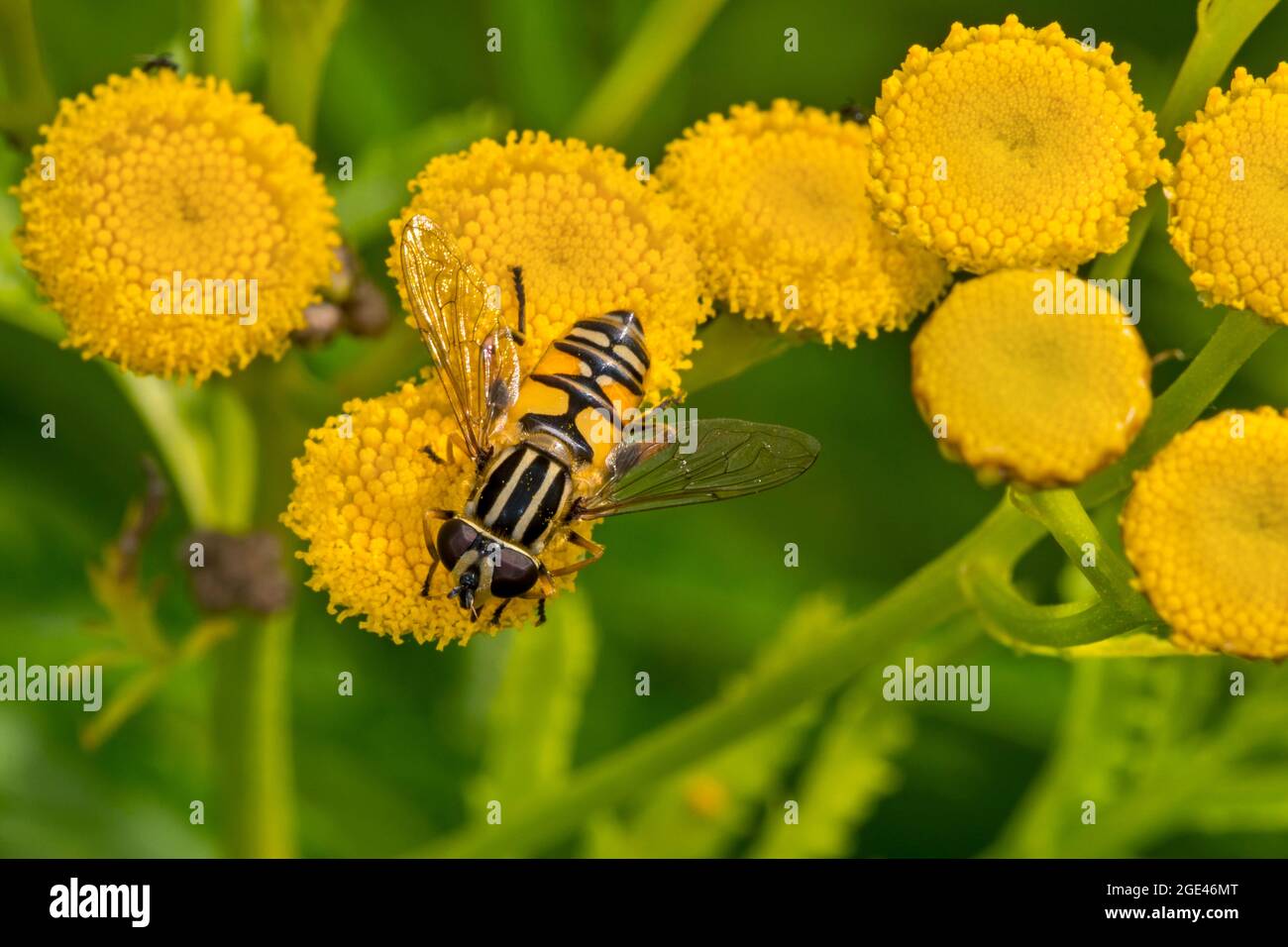 Sun fly / Marsh hoverfly / tiger hoverfly (Helophilus pendulus / Helophilus similis) female pollinating tansy (Tanacetum vulgare) in flower in summer Stock Photo