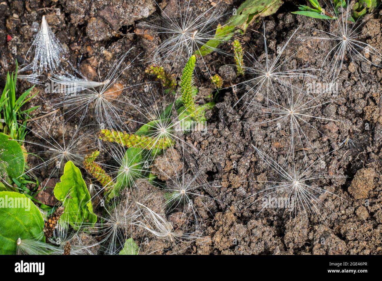 Fallen seeds on the ground from spear thistle / bull thistle / common thistle (Cirsium vulgare / Cirsium lanceolatum) in summer Stock Photo