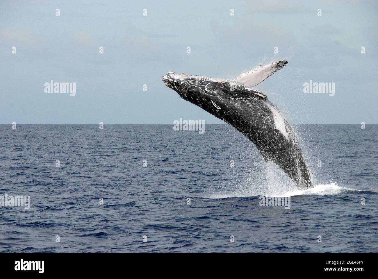 Whale breaching the water Stock Photo