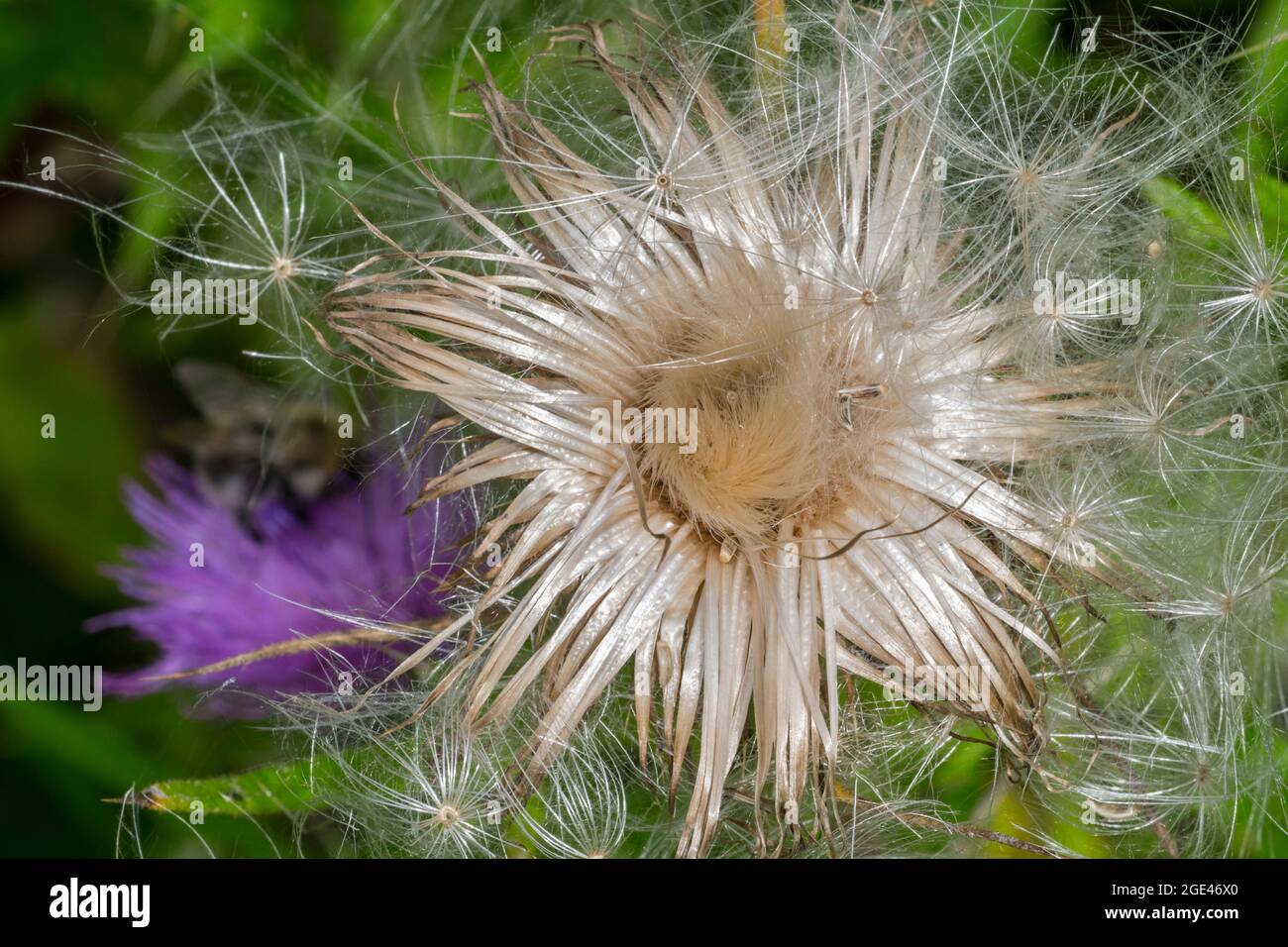 Seeds and seedhead / seed head of spear thistle / bull thistle / common thistle (Cirsium vulgare / Cirsium lanceolatum) in summer Stock Photo